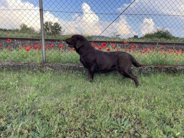 Labrador Retriever