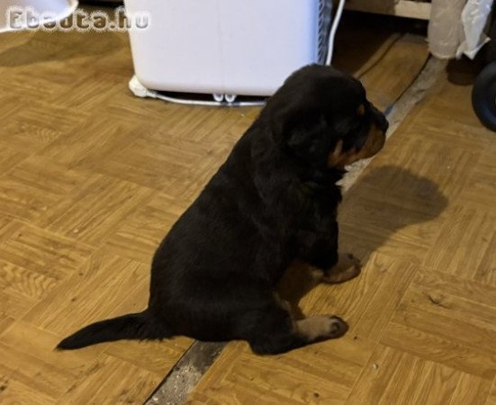Rottweiler kiskutyák keresik gazdijukat