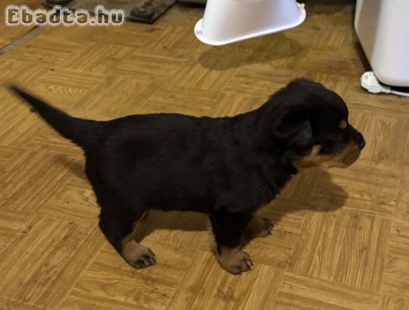 Rottweiler kiskutyák keresik gazdijukat