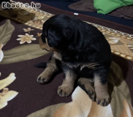 Rottweiler kiskutyák keresik gazdijukat