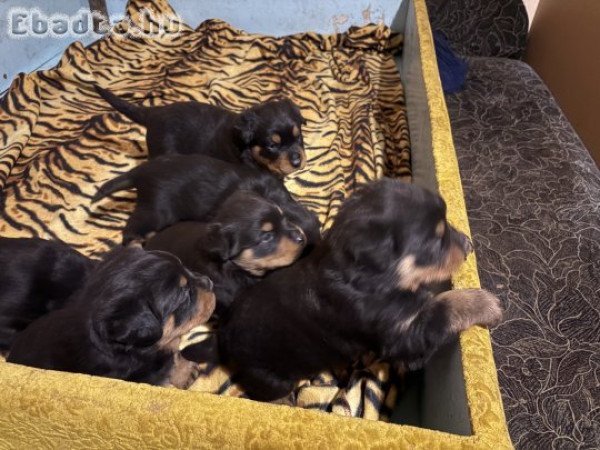 Rottweiler kiskutyák keresik gazdijukat