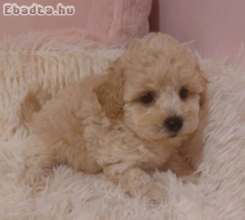 Törpe uszkàr kiskutyàk