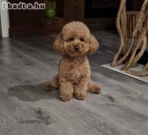 Törpe uszkàr kiskutyàk