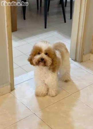 Törpe uszkàr kiskutyàk