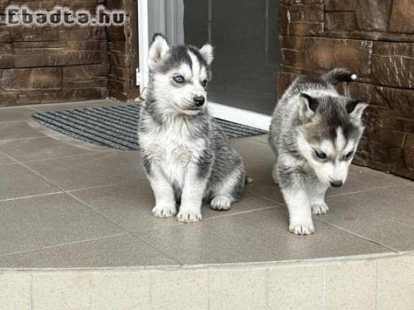 Eladó Husky faj tiszta kiskutyák!