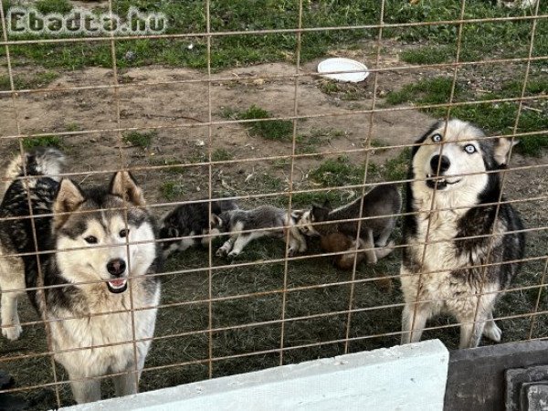 Eladó Husky faj tiszta kiskutyák!