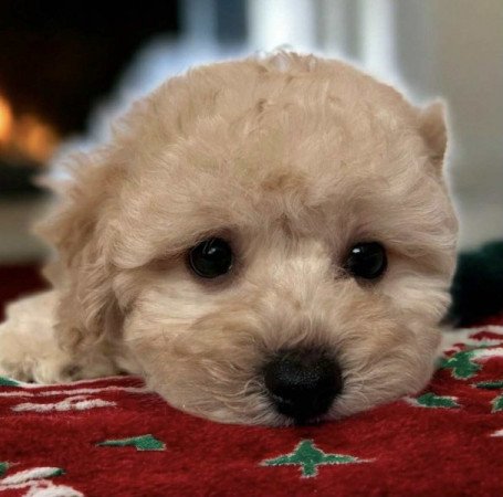 Maltipoo