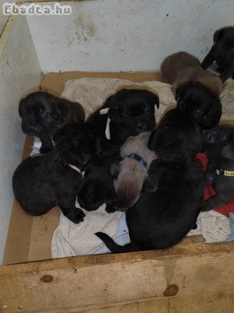 Cane Corso kiskutyák
