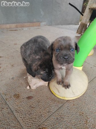 Cane Corso kiskutyák
