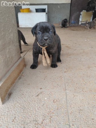 Cane Corso kiskutyák