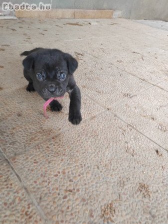 Cane Corso kiskutyák