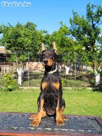 Doberman kölykök