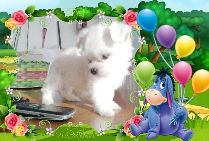 Bichon Havanes