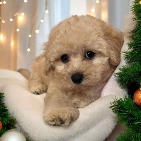 Maltipoo