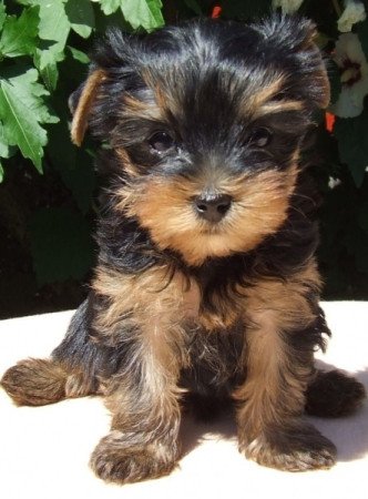 yorkshire terrier