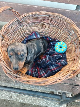 Eladó törpe tacskó kiskutyák