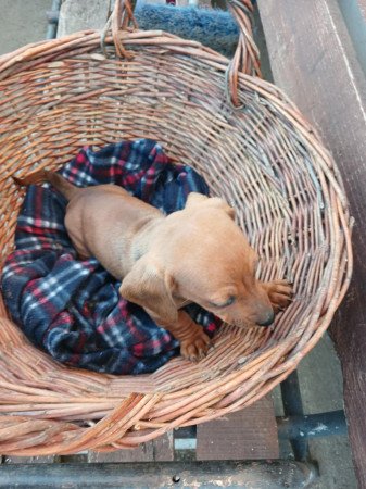 Eladó törpe tacskó kiskutyák