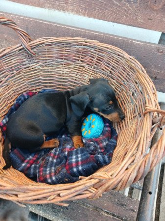 Eladó törpe tacskó kiskutyák