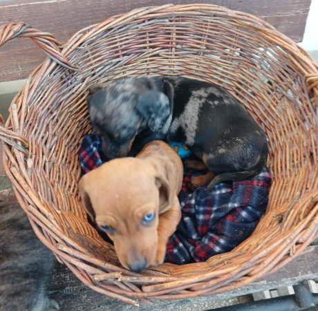 Eladó törpe tacskó kiskutyák