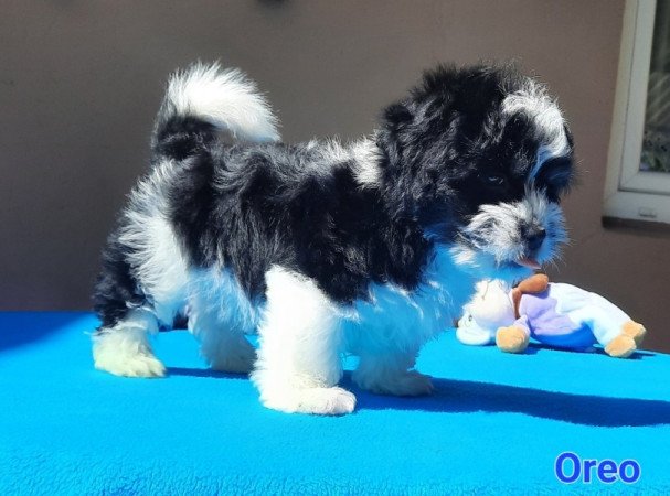 Bichon Havanese