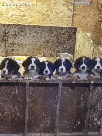 Eladó berni pásztor kiskutyák