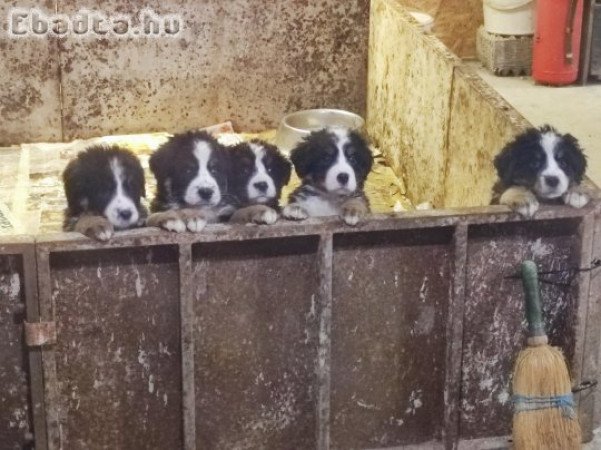 Eladó berni pásztor kiskutyák