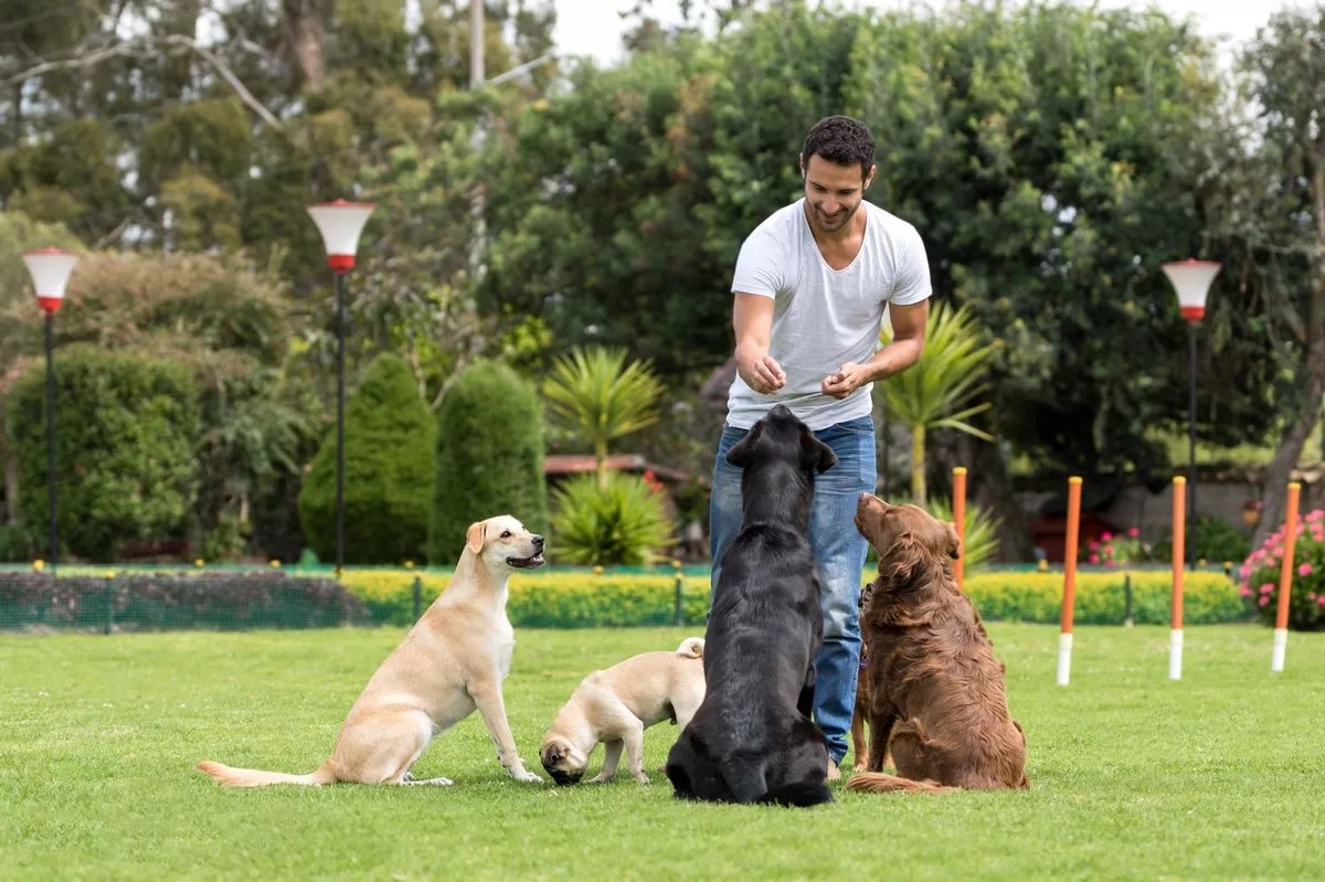 Öt kutyafajta, amit egy kiképző is gyerekbarátnak tart
