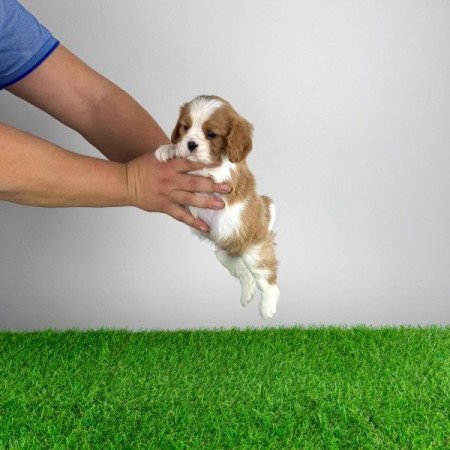 Cavalier King Charles spániel