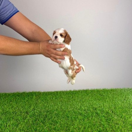 Cavalier King Charles spániel