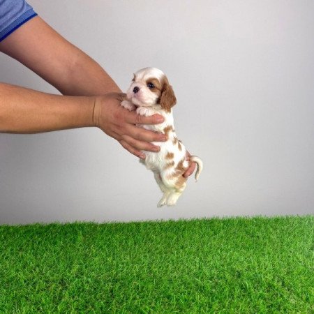 Cavalier King Charles spániel