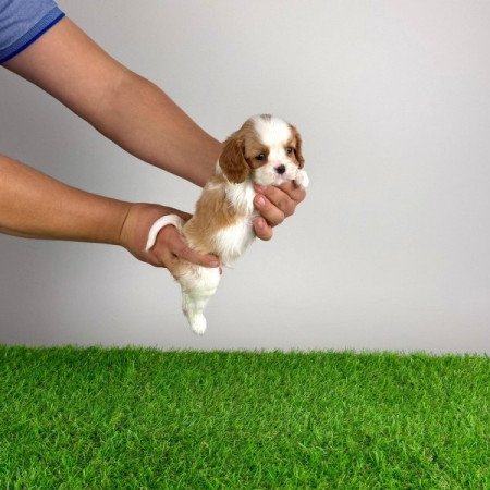 Cavalier King Charles spániel
