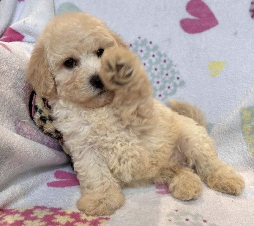 Maltipoo