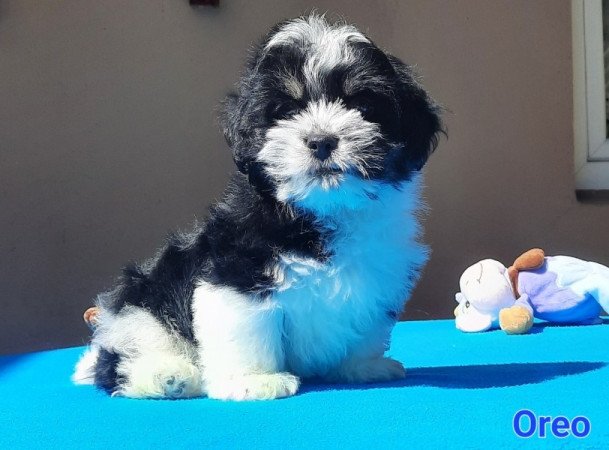 Bichon Havanese