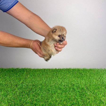 Pomerániai törpespitz