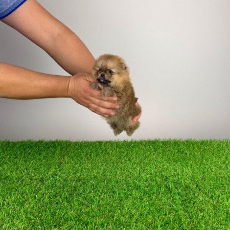 Pomerániai törpespitz