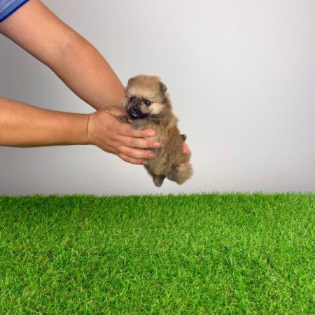 Pomerániai törpespitz