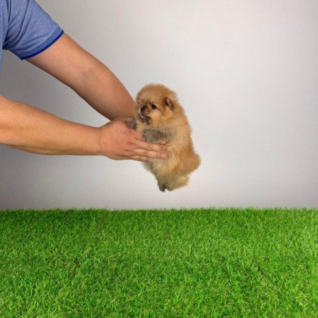 Pomerániai törpespitz