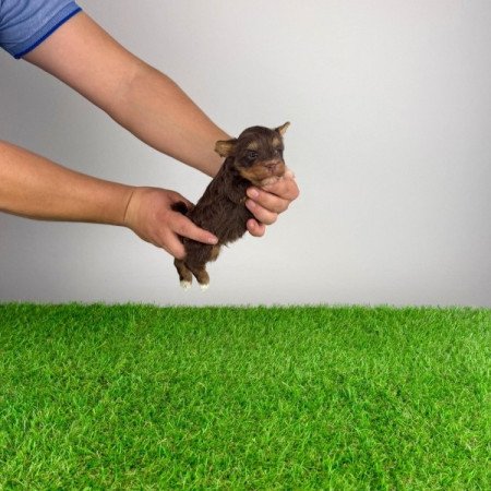 Yorkshire terrier csoki Yorki choco Yorki kiskutya