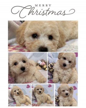 Maltipoo