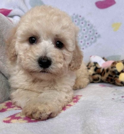 Maltipoo