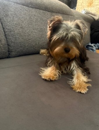 Yorkshire Terrier