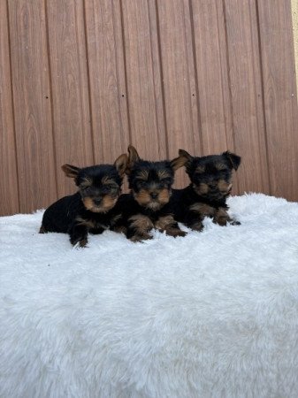 Yorkshire terrier