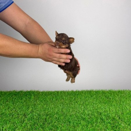 Yorkshire terrier csoki Yorki choco Yorki kiskutya