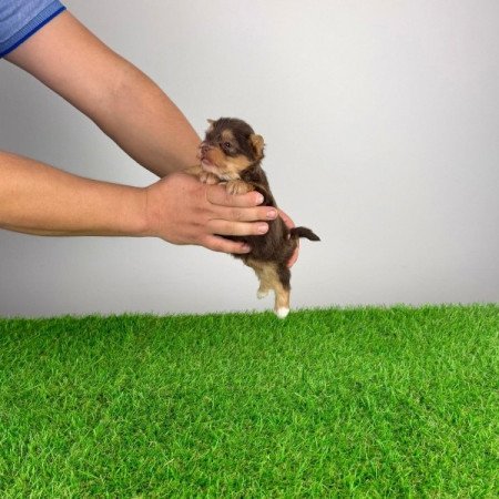 Yorkshire terrier csoki Yorki choco Yorki kiskutya