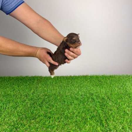 Yorkshire terrier csoki Yorki choco Yorki kiskutya