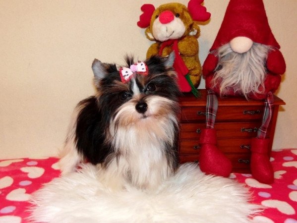 Biewer Yorkshire Terrier Yorki