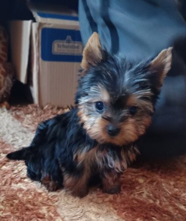 Yorkshire terrier