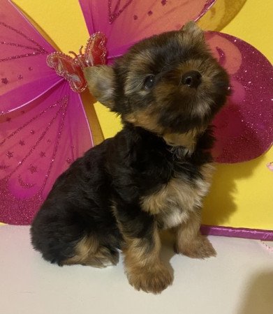 Yorkshire terrier