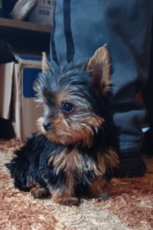 Yorkshire terrier