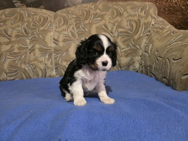 cavalier king charles spániel